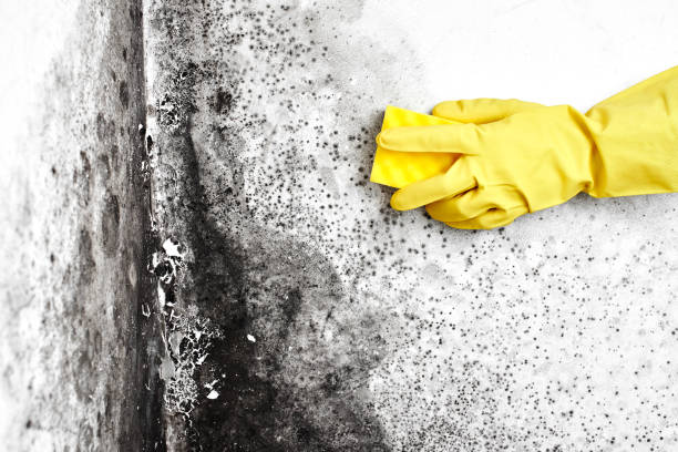 Best Residential Mold Removal  in Potomac, MD