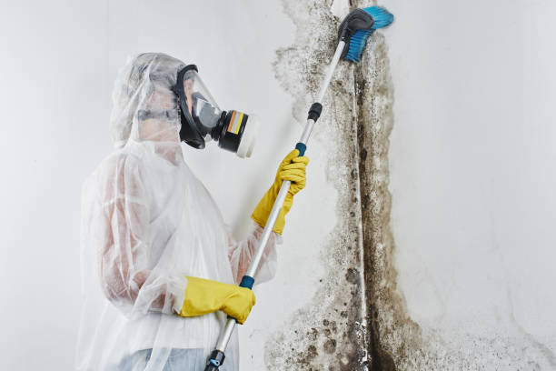 Best Emergency Mold Removal  in Potomac, MD