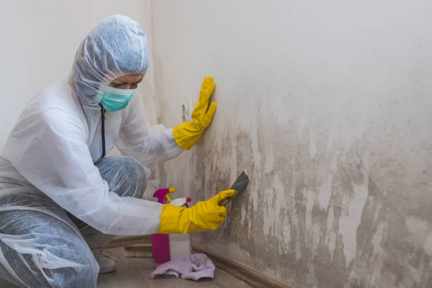 Best Local Mold Removal Service  in Potomac, MD