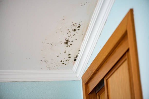 Best Mold Testing  in Potomac, MD