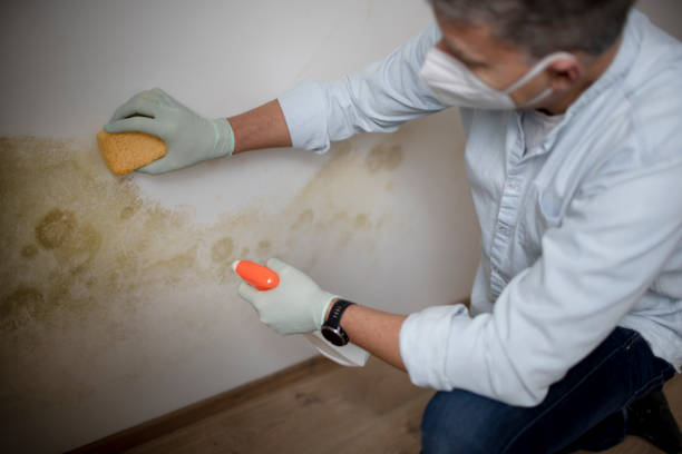 Best Mold Remediation Experts  in Potomac, MD
