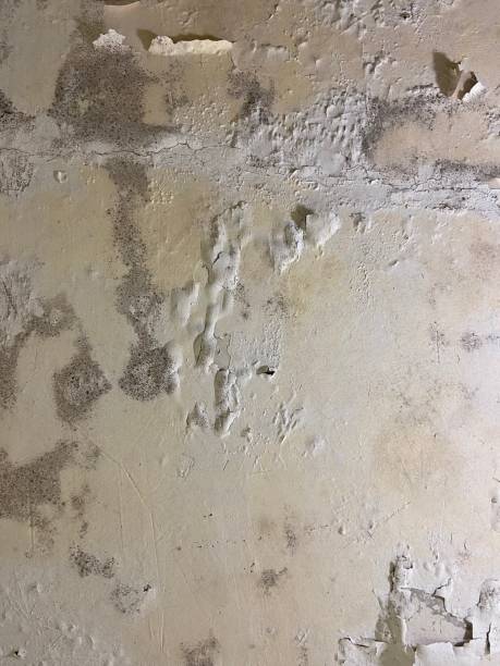Best Mold Damage Repair  in Potomac, MD