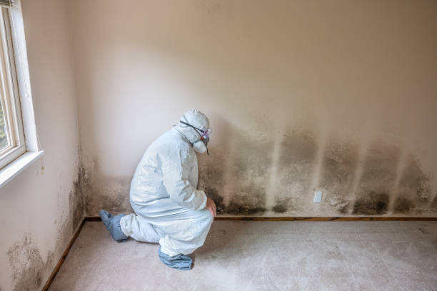 Mold Testing and Removal in Potomac, MD