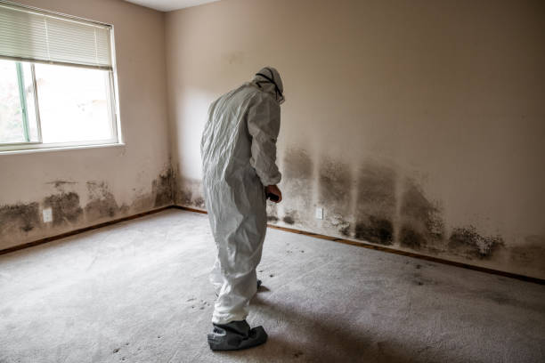 Mold Removal Process in Potomac, MD