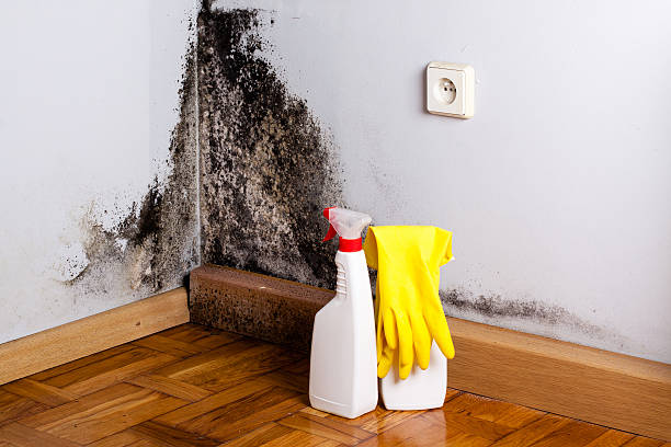 Best Mold Damage Repair  in Potomac, MD