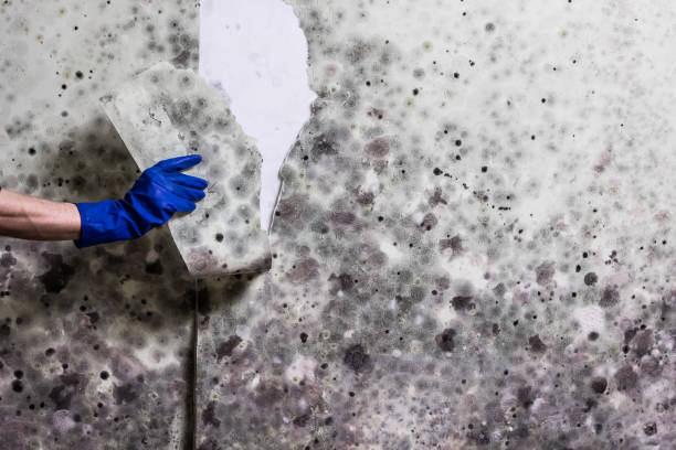 Attic Mold Removal in Potomac, MD