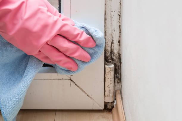Trusted Potomac, MD Mold Removal Experts